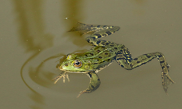 Parc animalier de ste Croix - France