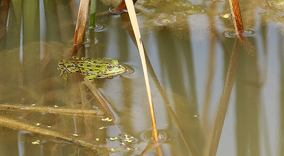 Parc animalier de ste Croix - France