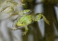Parc animalier de ste Croix - France