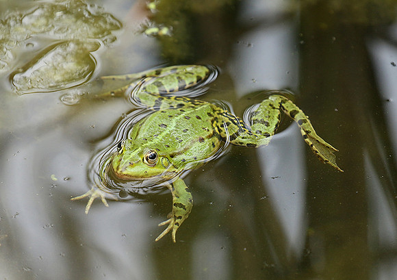 Parc animalier de ste Croix - France