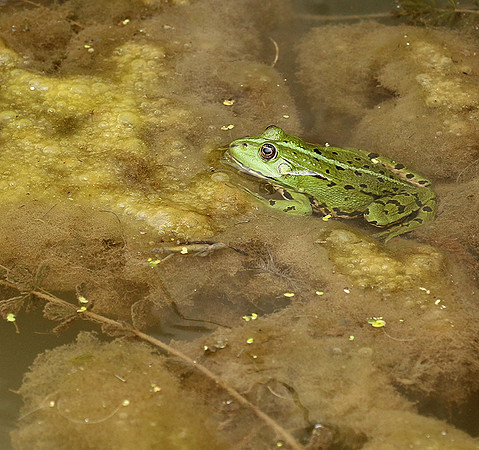 Parc animalier de ste Croix - France