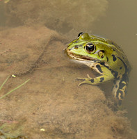 Frogs