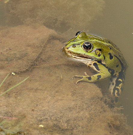 Parc animalier de ste Croix - France