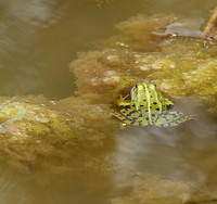 Parc animalier de ste Croix - France