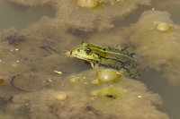 Parc animalier de ste Croix - France