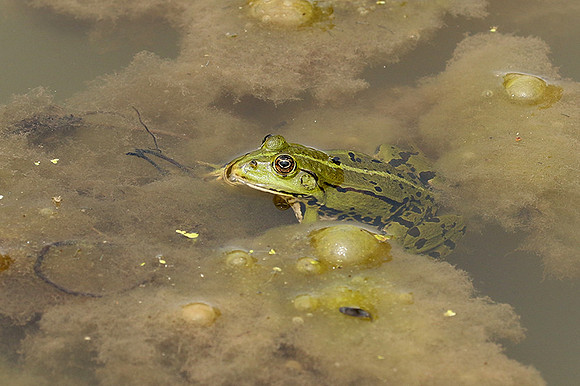 Parc animalier de ste Croix - France