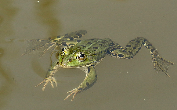 Parc animalier de ste Croix - France