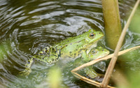 Parc animalier de ste Croix - France
