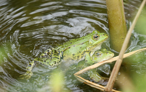 Parc animalier de ste Croix - France
