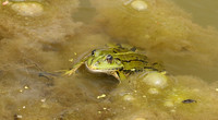 Parc animalier de ste Croix - France