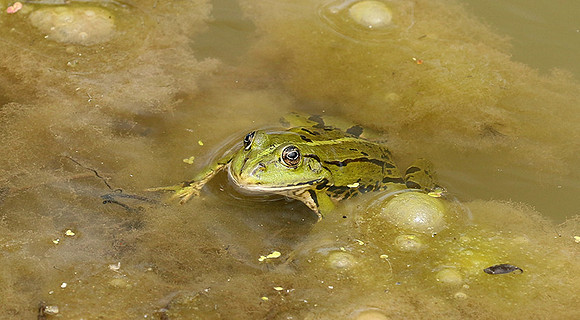 Parc animalier de ste Croix - France