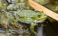 Parc animalier de ste Croix - France