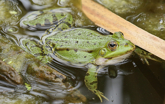 Parc animalier de ste Croix - France
