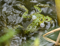 Parc animalier de ste Croix - France