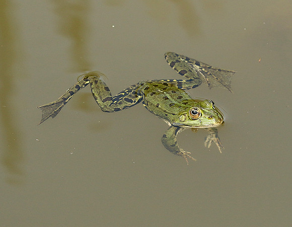 Parc animalier de ste Croix - France