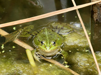 Parc animalier de ste Croix - France