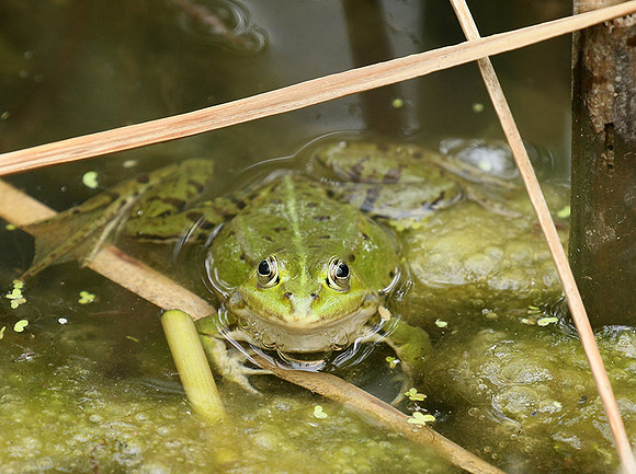 Parc animalier de ste Croix - France