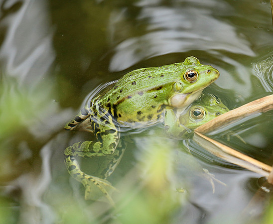 Parc animalier de ste Croix - France