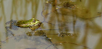 Parc animalier de ste Croix - France