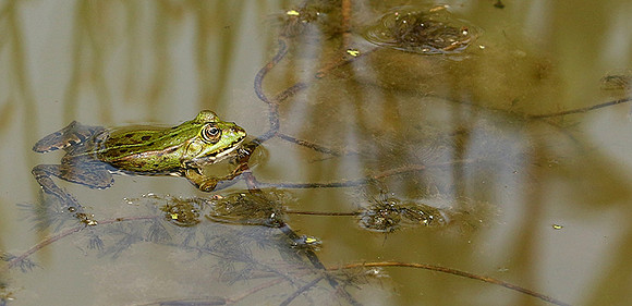 Parc animalier de ste Croix - France