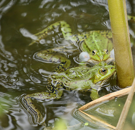 Parc animalier de ste Croix - France