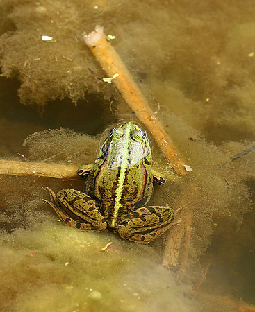 Parc animalier de ste Croix - France