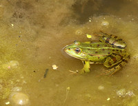 Parc animalier de ste Croix - France