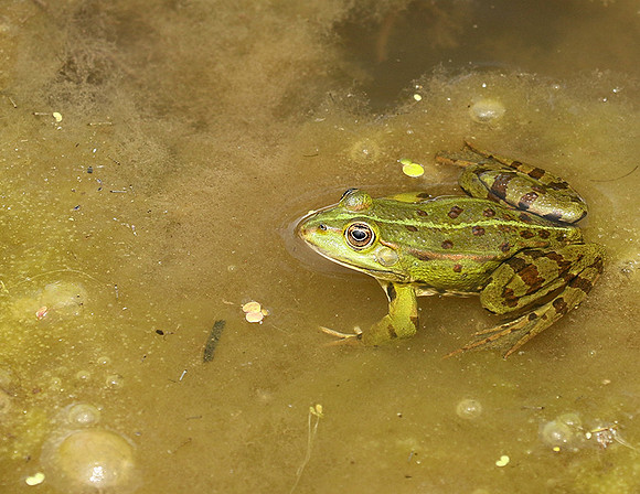 Parc animalier de ste Croix - France