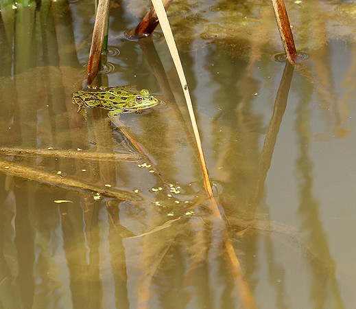 Parc animalier de ste Croix - France