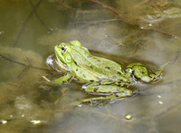 Parc animalier de ste Croix - France