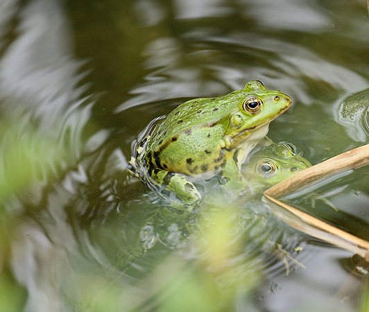 Parc animalier de ste Croix - France
