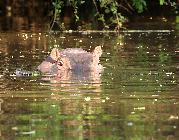 Meru National Park