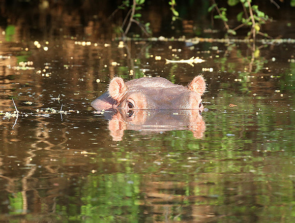 Meru National Park