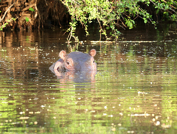 Meru National Park