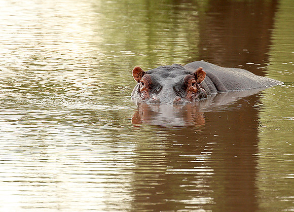 Meru National Park