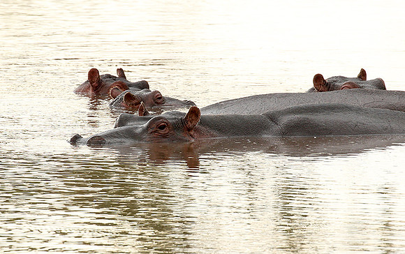 Meru National Park