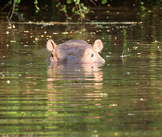 Meru National Park