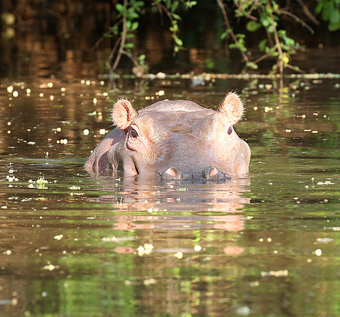 Meru National Park