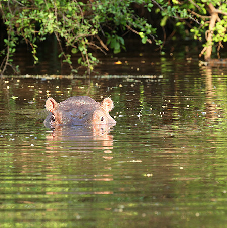 Meru National Park