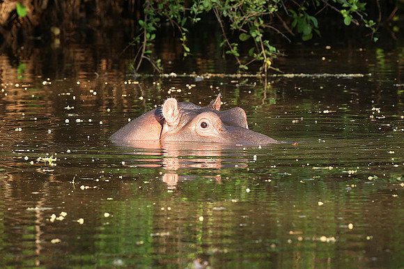 Meru National Park