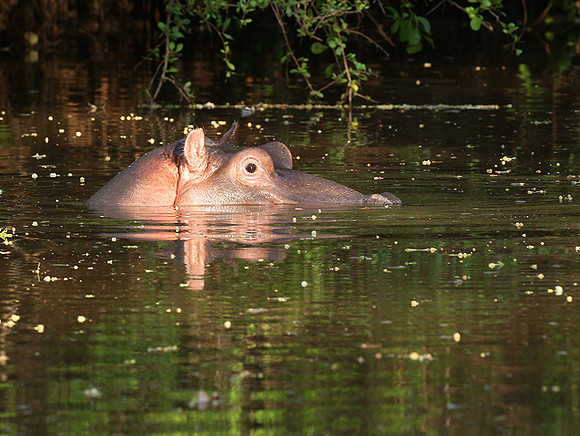 Meru National Park