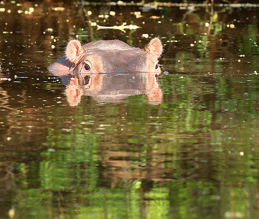 Meru National Park