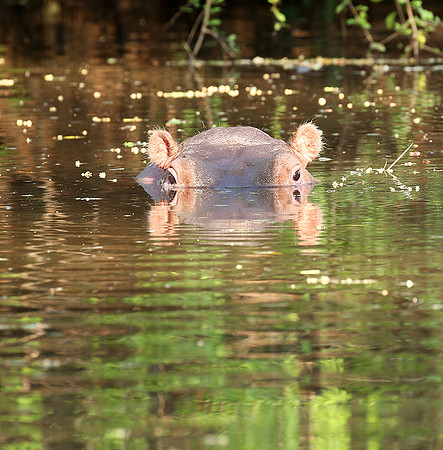 Meru National Park