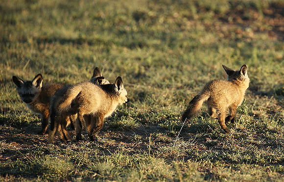 Bat-eared fox cubs - Masaï Mara