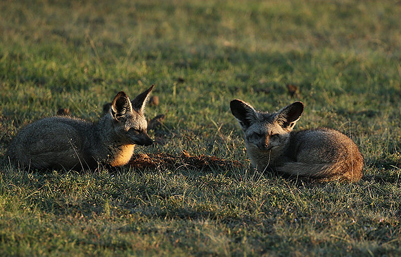 Bat-eared fox cubs - Masaï Mara