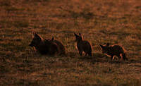 Bat-eared fox cubs - Masaï Mara