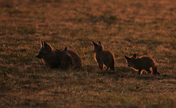 Bat-eared fox cubs - Masaï Mara