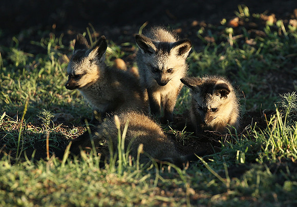 Bat-eared fox cubs - Masaï Mara