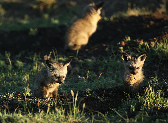 Bat-eared fox cubs - Masaï Mara