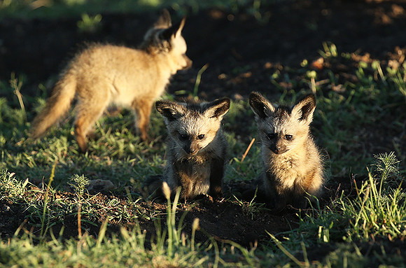 Bat-eared fox cubs - Masaï Mara